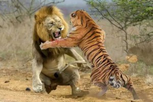 老虎vs狮子，究竟谁才是真正的万兽之王呢？